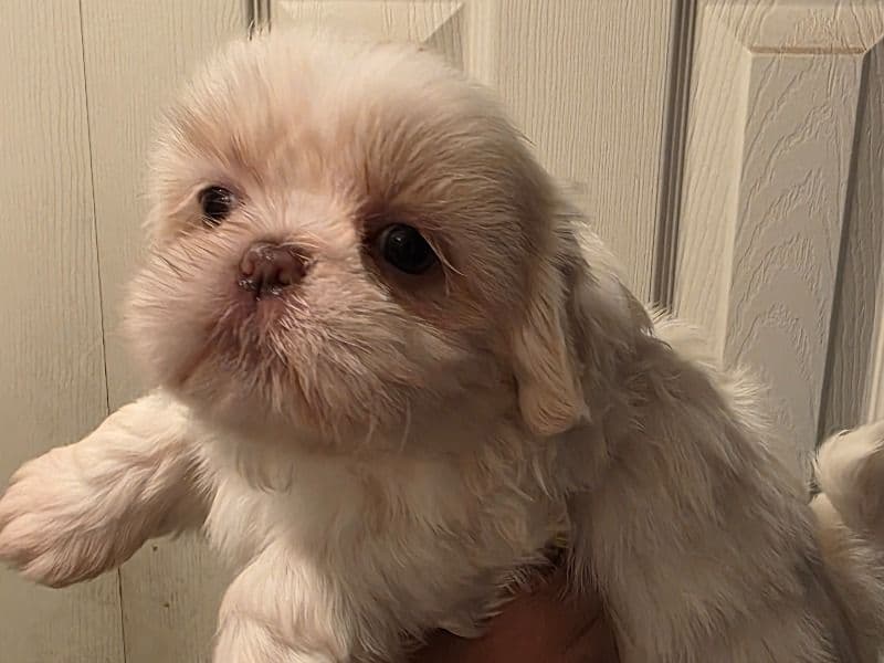 Sweety primary photo