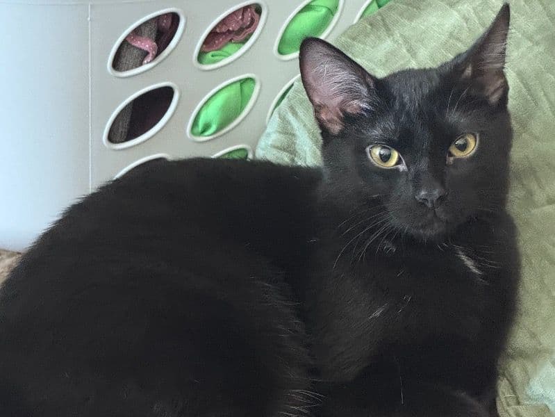 Bombay 8 months old male named Guppy for adoption in Madison County, Illinois | Petmeetly