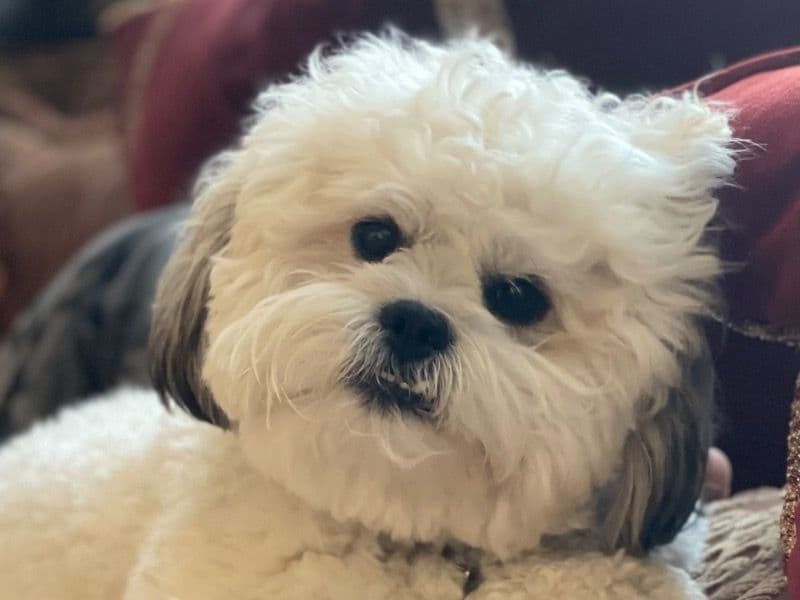 Teddy primary photo