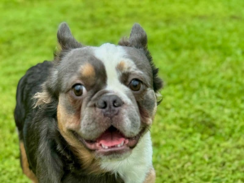 French Bulldog 2 years 2 months old male medium named Sir Samson Sr for breeding in Pasco County, Florida | Petmeetly