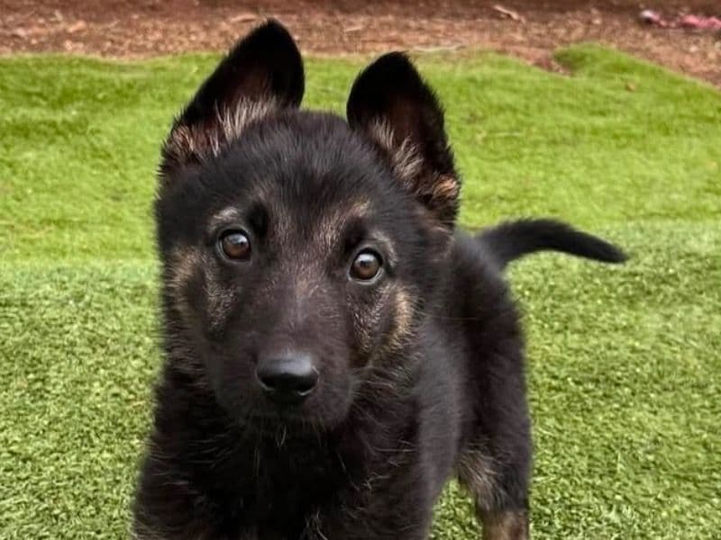 Black German Shepherd 1 year 1 month old male small named Romeo for breeding in New York County, New York | Petmeetly