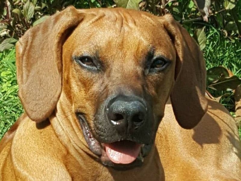 Bruno primary photo