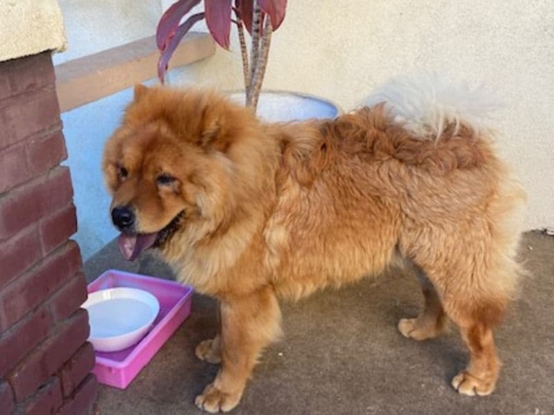Chow Chow 1 year 4 months old male medium named Wowwow for breeding in Los Angeles County, California | Petmeetly