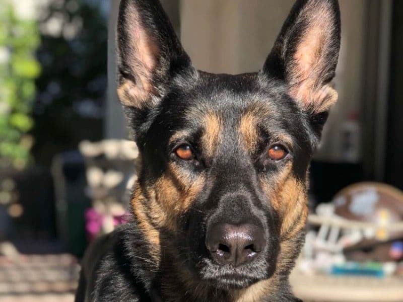 Black German Shepherd 9 years 4 months old male large named Kirov for breeding in San Diego County, California | Petmeetly