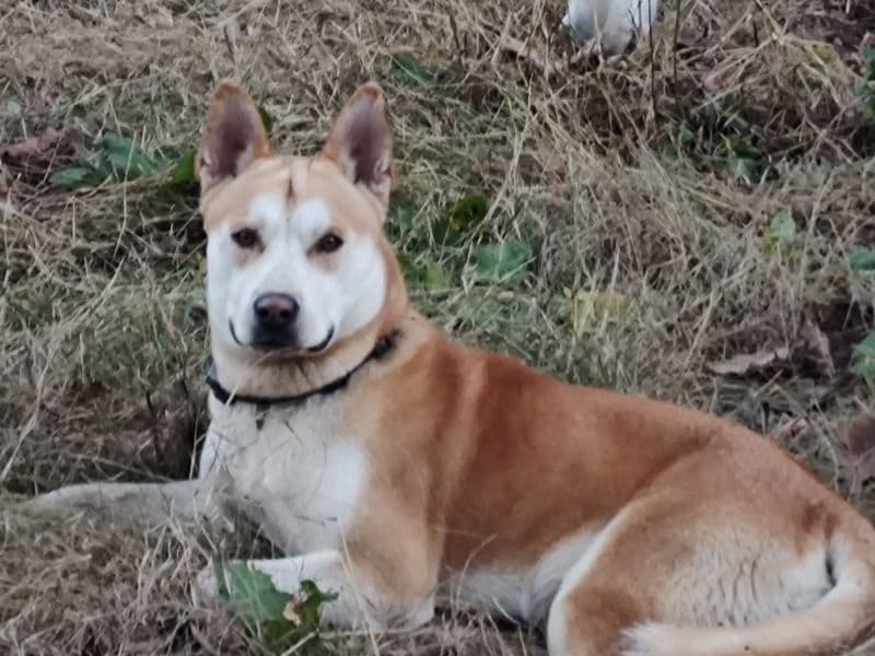 Buddy primary photo