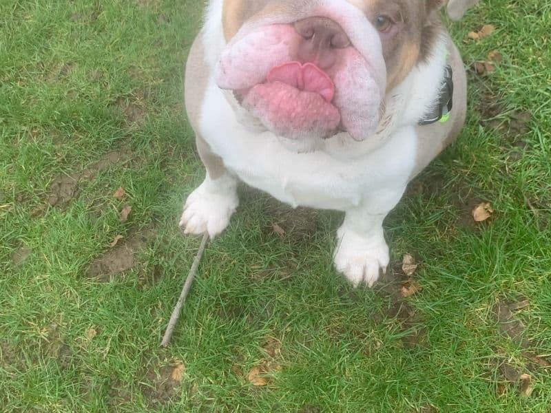 Old English Bulldog 2 years 8 months old male large named Rocco for sale in Merseyside, England | Petmeetly