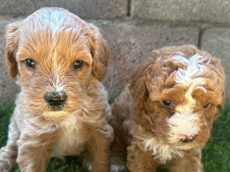 Mini Golden Doodle 5 months old male small named Mini Goldendoodle for adoption in Maricopa County, Arizona | Petmeetly