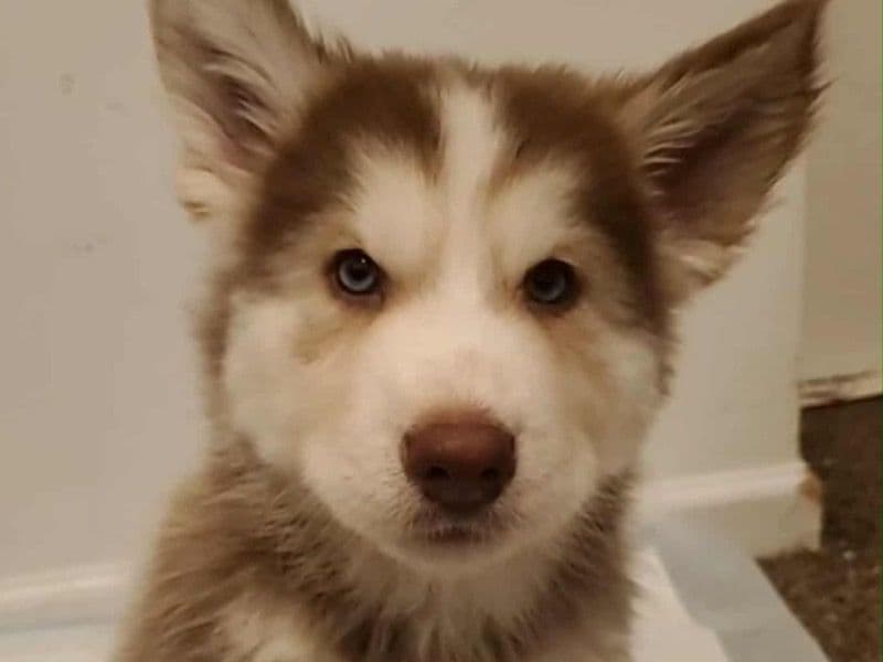 Siberian Husky 3 months old male small named Coco for adoption in Cook County, Illinois | Petmeetly