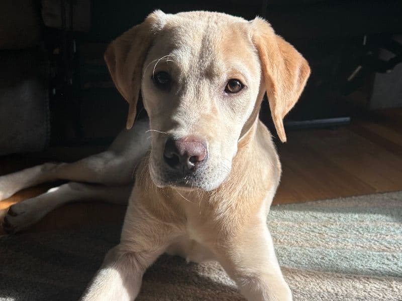 Hank primary photo