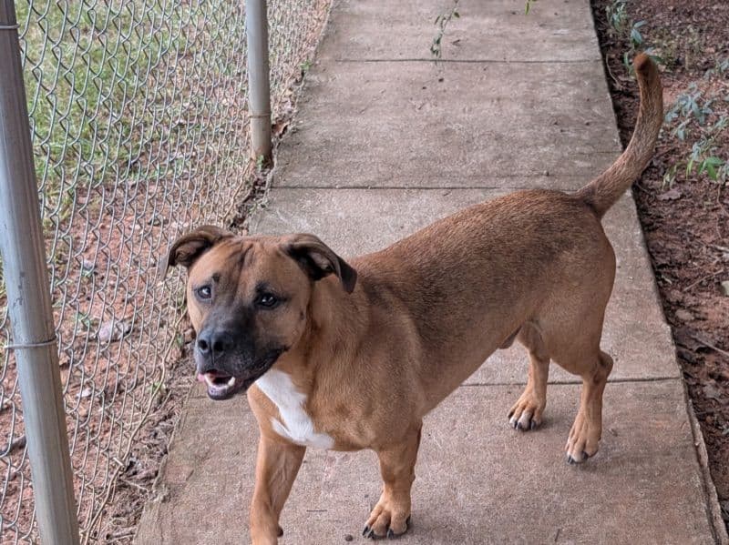 Dachshund 2 years 2 months old male medium named Toby for adoption in Henry County, Georgia | Petmeetly