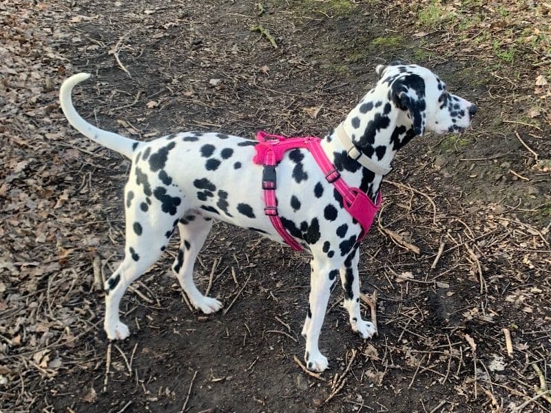 Dottie primary photo