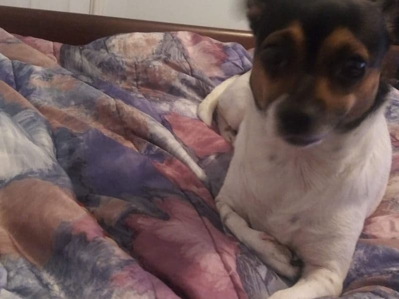 Chihuahua 6 years 4 months old female small named Lily for sale in Davidson County, Tennessee | Petmeetly