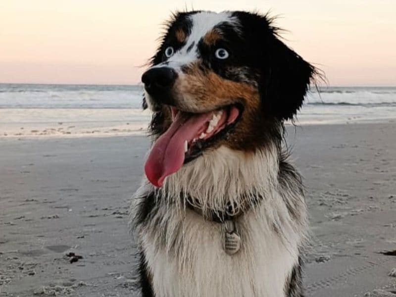 Koda primary photo
