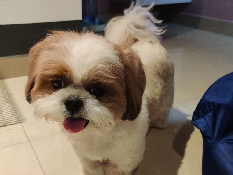 Cheeka primary photo