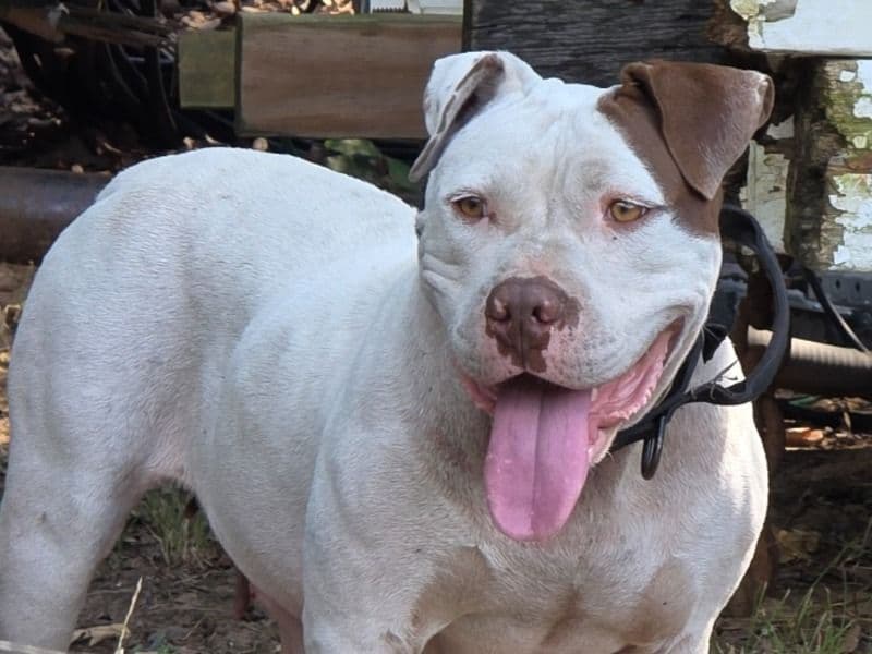 Pit Bull Terrier 3 years old female medium named Dog for adoption in Johnson County, Texas | Petmeetly