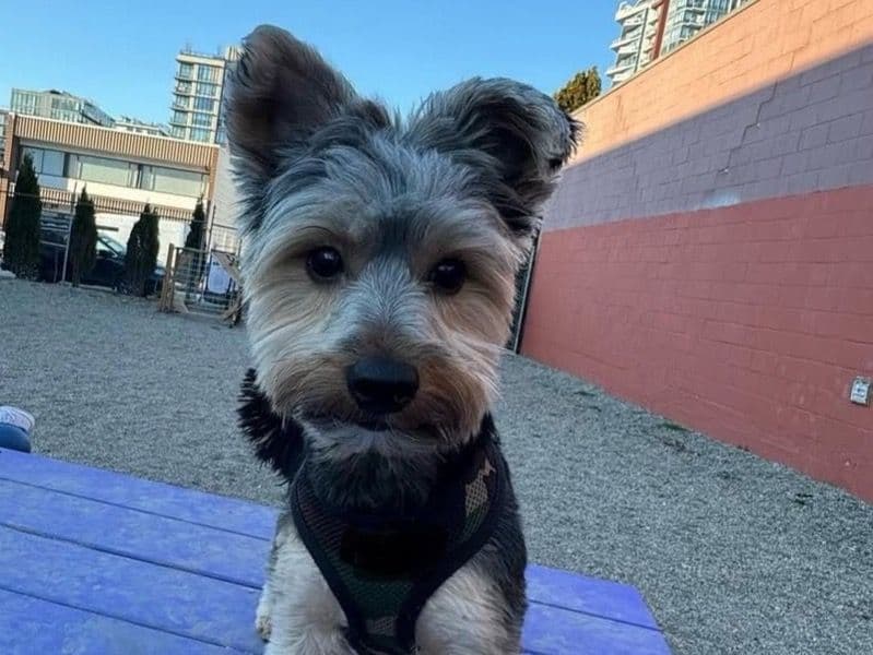 Yorkshire Terrier 3 years 6 months old male small named Peanut for breeding in Metro Vancouver, British Columbia | Petmeetly