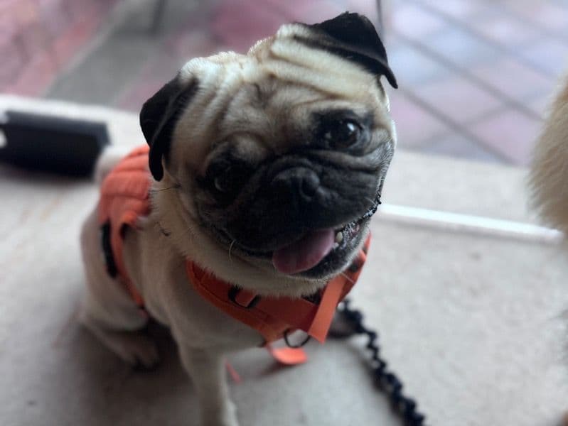Pablo primary photo