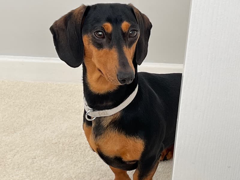 Chip primary photo