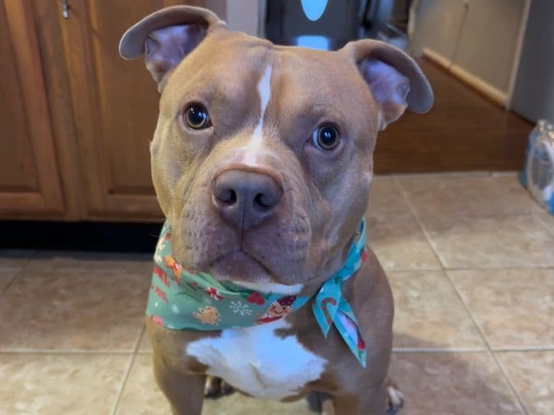 Ares primary photo