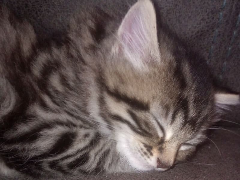 Kittens primary photo