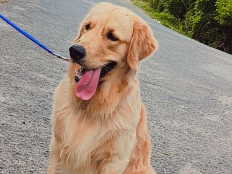 Golden Retriever 2 years 6 months old male large named Leo for breeding in Hyderabad, Telangana | Petmeetly