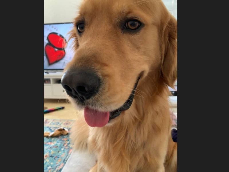 Buddy primary photo