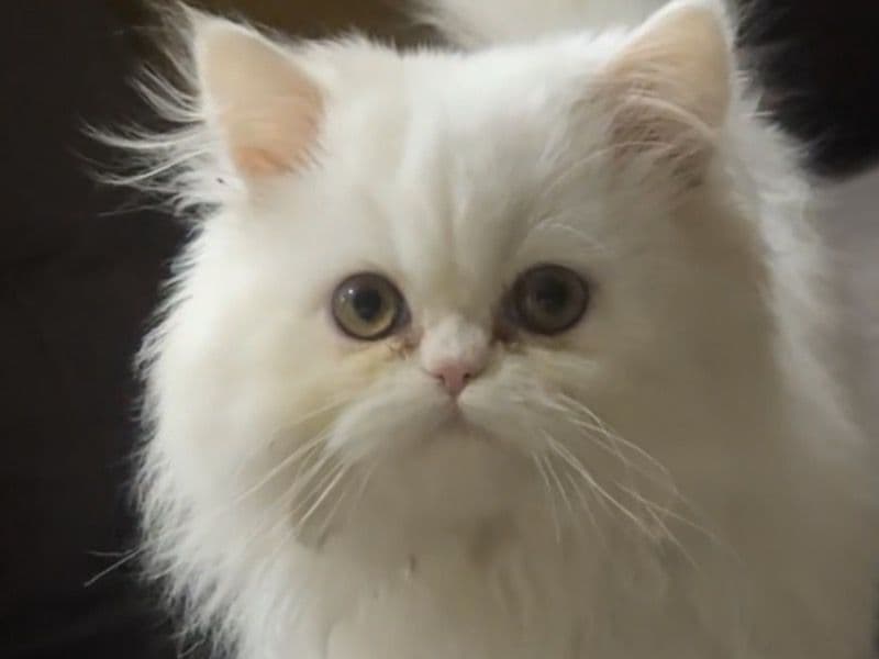 Persian 1 year old male named Puff for breeding in Islamabad, Islamabad Capital Territory | Petmeetly