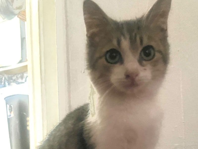 American Longhair 4 months old male named Hatter for adoption in Winston-Salem, North Carolina | Petmeetly