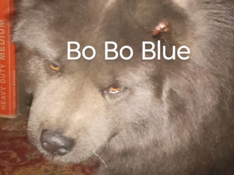 Chow Chow 3 years 10 months old female medium named Bo Bo Blue for breeding in Denver County, Colorado | Petmeetly