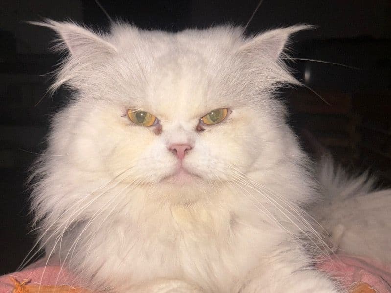 Persian 3 years 1 month old male named Hachi for breeding in Delhi Division, Delhi | Petmeetly