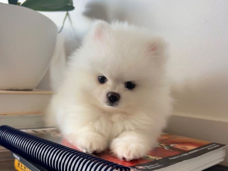 Pomeranian 7 months old male small named Leo for sale in Osceola County, Florida | Petmeetly