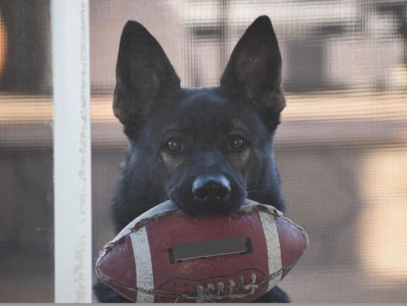 Black German Shepherd 9 years old male large named Pancho for breeding in Riverside County, California | Petmeetly