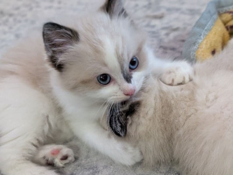 Kittens primary photo