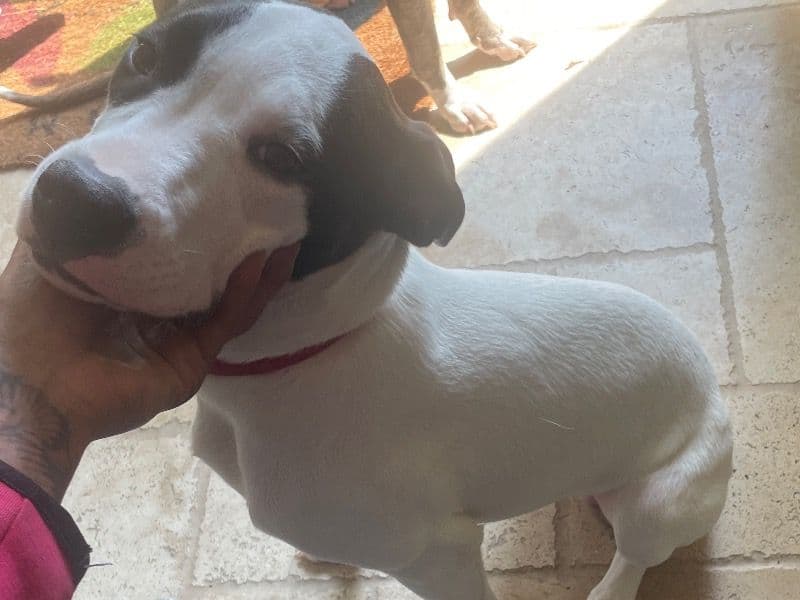 American PitBull Terrier 11 months old male medium named Aspen for sale in Regional Municipality of Durham, Ontario | Petmeetly