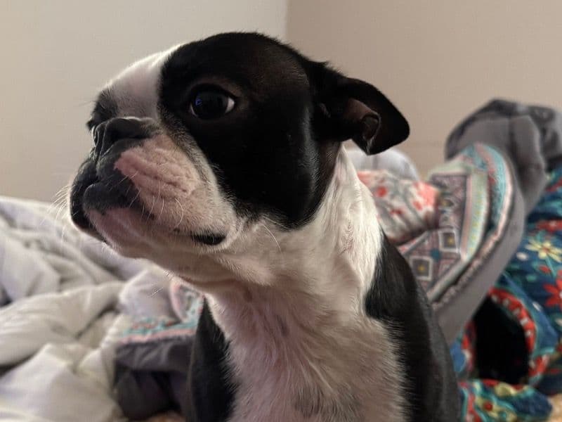 Boston Terrier 1 year 4 months old female small named Whiskey for sale in Hendricks County, Indiana | Petmeetly