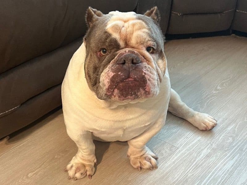 White English Bulldog 4 years 4 months old male medium named Prince for sale in Travis County, Texas | Petmeetly