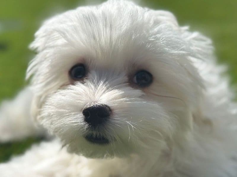 Tuffy primary photo