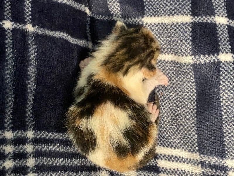 Kittyyy primary photo