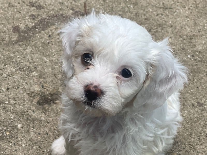 Cavachon 5 months old female small named Winter for sale in Will County, Illinois | Petmeetly