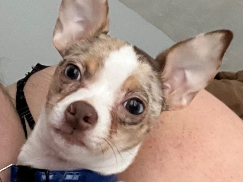 Milo primary photo