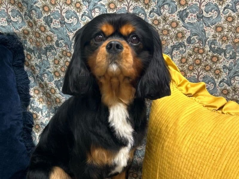 Albie primary photo