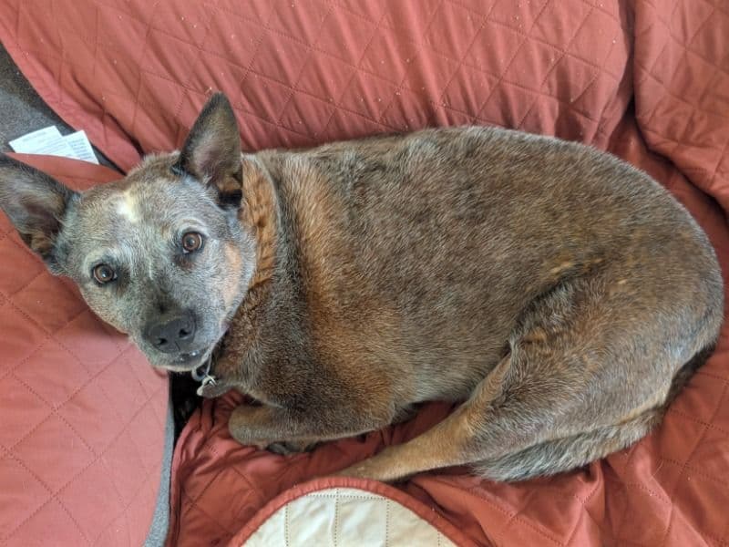 Texas Heeler 5 years 2 months old female medium named Bella for sale in Guadalupe County, Texas | Petmeetly