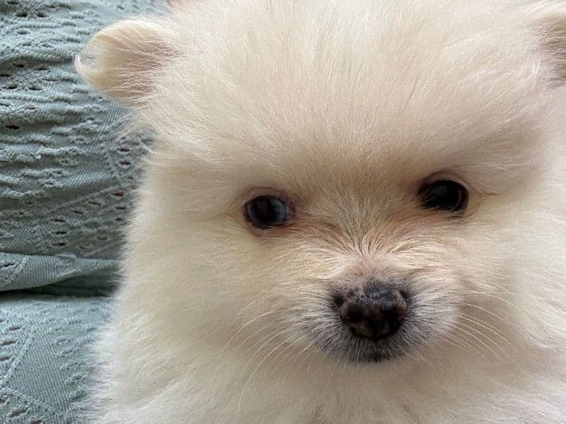 3 Pomeranians primary photo