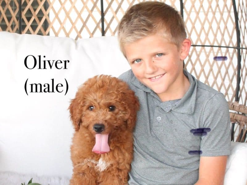 Oliver primary photo