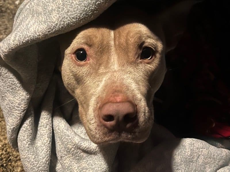 Rednose Pitbull Terrier 3 years old female medium named N/a for adoption in Hampton, Virginia | Petmeetly