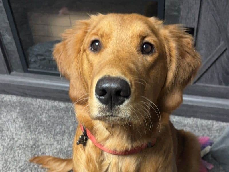 Ruby primary photo