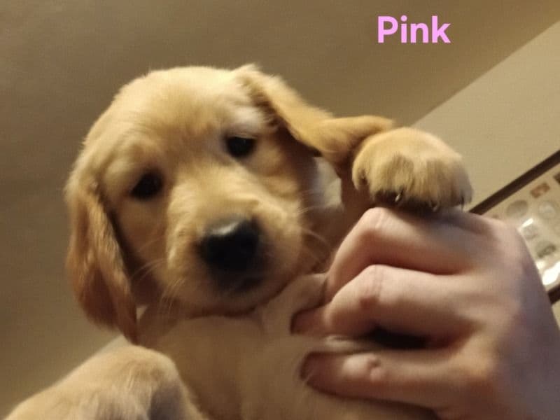 Pink primary photo
