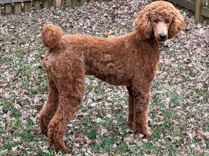 Cooper primary photo