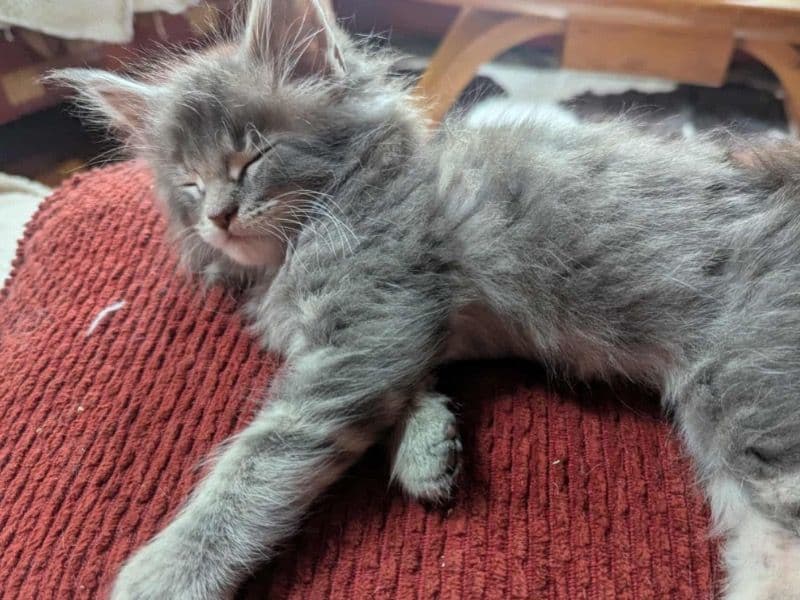 Maine Coon 3 months old female named Genevieve for sale in Warren County, Ohio | Petmeetly