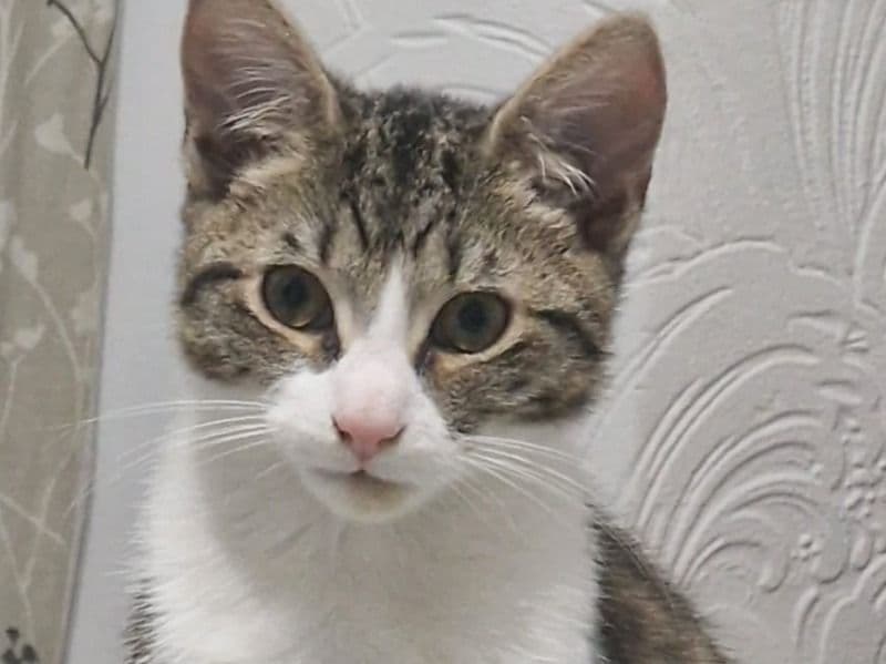 Khoo Mane Kitten primary photo